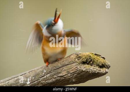 Eisvogel, die das Wasser nach der Reinigung selbst abschütteln Stockfoto