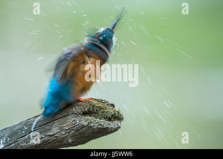 Eisvogel, die das Wasser abschütteln Stockfoto