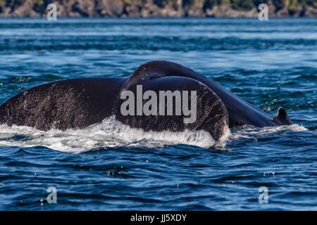 Buckelwal tauchen vor Hanson Island, Vancouver Island, Britisch columbi, Kanada. Stockfoto