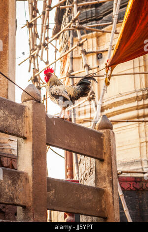 Hahn auf einem Zaun in den Straßen von Varanasi, Indien in der Provinz Uttar Pradesh. in der Nähe von Manikarnika Ghat. Stockfoto