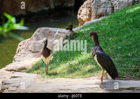 FUENGIROLA, Andalusien/Spanien - Juli 4: Die Abdim Storch im Bioparc Fuengirola Costa Del Sol Spanien am 4. Juli 2017 Stockfoto