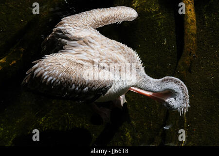 FUENGIROLA, Andalusien/Spanien - Juli 4: Spot-Billed Pelikan (Pelecanus Philippensis) bei den Bioparc Fuengirola Costa del Sol Spain am 4. Juli 2017 Stockfoto