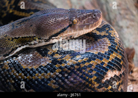 FUENGIROLA, Andalusien/Spanien - Juli 4: Retikuliert Python (Python Reticulatus) im Bioparc Fuengirola Costa del Sol Spain am 4. Juli 2017 Stockfoto