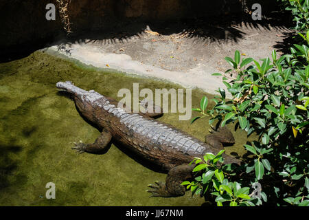 FUENGIROLA, Andalusien/Spanien - Juli 4: Tomistoma (Tomistoma Schlegelii) ruht der Bioparc Fuengirola Costa del Sol-Spain auf 4. Juli 2017 Stockfoto