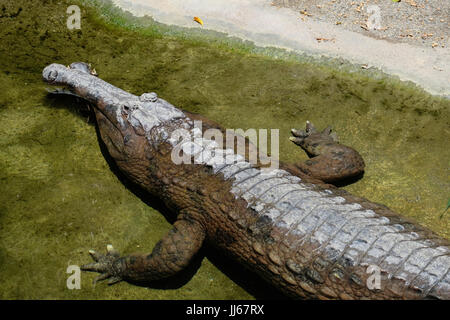 FUENGIROLA, Andalusien/Spanien - Juli 4: Tomistoma (Tomistoma Schlegelii) ruht der Bioparc Fuengirola Costa del Sol-Spain auf 4. Juli 2017 Stockfoto