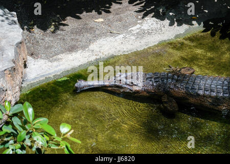 FUENGIROLA, Andalusien/Spanien - Juli 4: Tomistoma (Tomistoma Schlegelii) ruht der Bioparc Fuengirola Costa del Sol-Spain auf 4. Juli 2017 Stockfoto