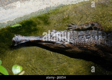 FUENGIROLA, Andalusien/Spanien - Juli 4: Tomistoma (Tomistoma Schlegelii) ruht der Bioparc Fuengirola Costa del Sol-Spain auf 4. Juli 2017 Stockfoto