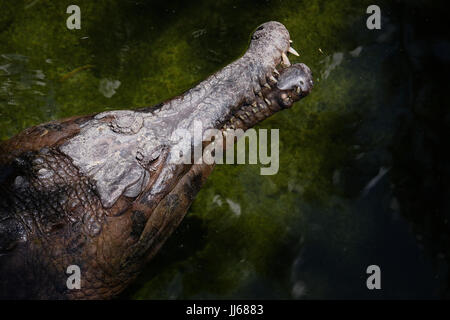 FUENGIROLA, Andalusien/Spanien - Juli 4: Tomistoma (Tomistoma Schlegelii) ruht der Bioparc Fuengirola Costa del Sol-Spain auf 4. Juli 2017 Stockfoto