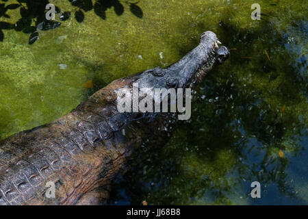 FUENGIROLA, Andalusien/Spanien - Juli 4: Tomistoma (Tomistoma Schlegelii) ruht der Bioparc Fuengirola Costa del Sol-Spain auf 4. Juli 2017 Stockfoto