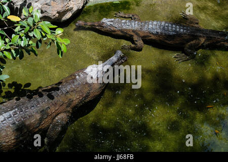 FUENGIROLA, Andalusien/Spanien - Juli 4: Tomistoma (Tomistoma Schlegelii) ruht der Bioparc Fuengirola Costa del Sol-Spain auf 4. Juli 2017 Stockfoto