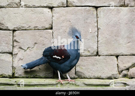 FUENGIROLA, Andalusien/Spanien - 4. JULI: Südliche gekrönt Taube (Goura scheepmakeri sclateri) an der Bioparc Fuengirola Costa del Sol Spanien am 4. Juli 2017 Stockfoto