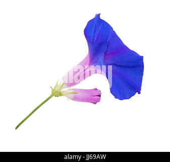 dunkellila Morning Glory Blume isoliert auf weißem Hintergrund Stockfoto