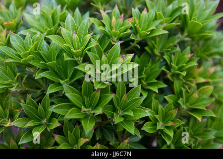 Nahaufnahme eines Pieris japonica Pflanze, England, Großbritannien Stockfoto