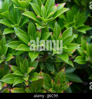 Nahaufnahme eines Pieris japonica Pflanze, England, Großbritannien Stockfoto