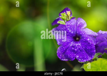 Schöne lila Petunia Blumen Petunia Hybrida in einem Garten mit nach dem Regen, Weichzeichner sinkt, Nahaufnahme Stockfoto