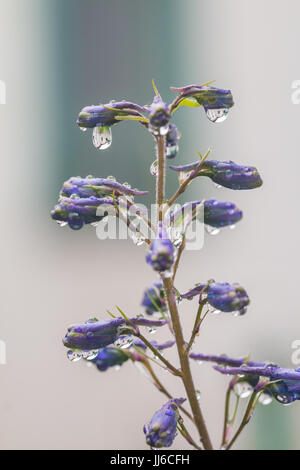Rittersporn lila Blumen, Delphinium Elatum mit Wassertropfen nach Regen in einem Garten, Nahaufnahme Stockfoto