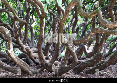 Ein Gewirr von Rhododendron Baumstämme, Sussex, England, UK. Stockfoto