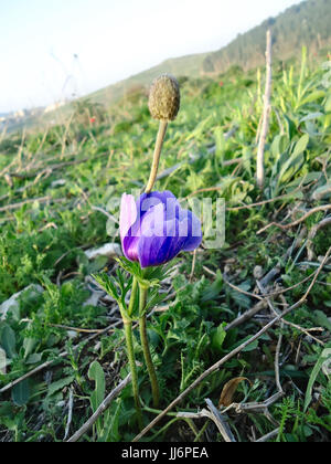 blaue Anemone Blüte mit Knospe Stockfoto