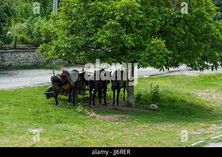 Sommer Wiese und gruppieren Pack Pferde Entspannung unter großen Nussbaum in Dushantsi Dorf, zentrale Planina-Gebirges Stara Planina, Bulgarien Stockfoto