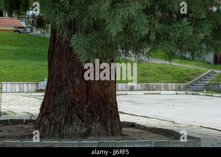 Nahaufnahme der Baumstamm Redwood, Mammutbaum oder Sequoia Sempervirens in Dushantsi Dorf, zentrale Planina-Gebirges Stara Planina, Bulgarien Stockfoto