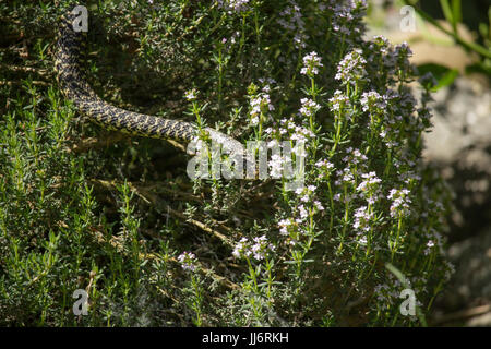 Hierophis viridiflavus Stockfoto