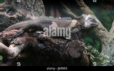 Westindische oder Lesser Antillean Iguana (Iguana Delicatissima), lokale Island-basierte Schwester Arten von grüner Leguan. Stockfoto