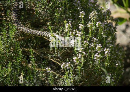 Hierophis viridiflavus Stockfoto