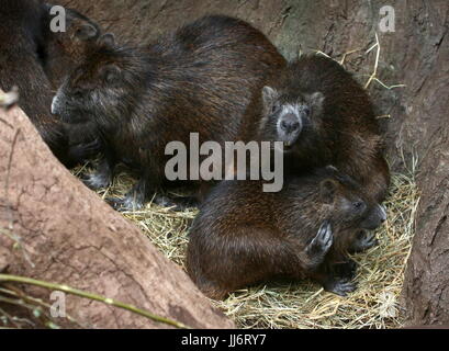 Familie der kubanische oder Desmarest der Hutias (Capromys Pilorides) mit Jugendlichen. Stockfoto