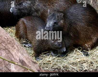 Familie der kubanische oder Desmarest der Hutias (Capromys Pilorides) mit Jugendlichen. Stockfoto