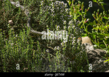 Hierophis viridiflavus Stockfoto