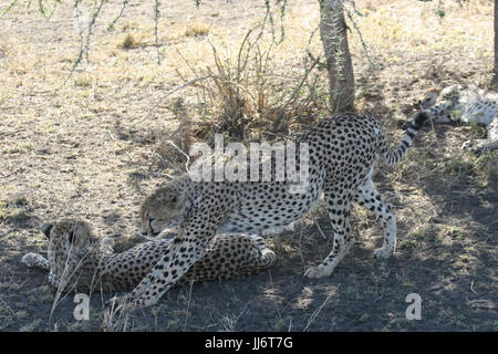 Gepard Botswana Afrika Savanne wilde Tier Säugetier gelb gesichtet Stockfoto