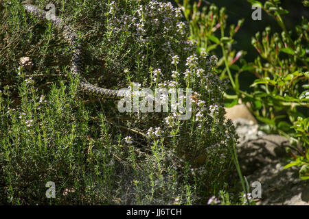 Hierophis viridiflavus Stockfoto