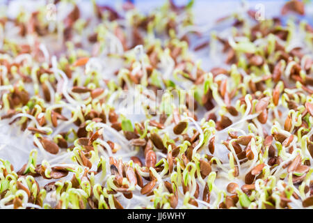 Samen und Keimlinge von genetisch geänderte Getreide in einer Petrischale. Auf einem Mikroskoptisch Stockfoto