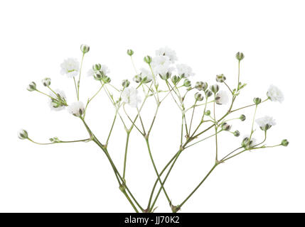 Zweige mit Blüten von Schleierkraut isoliert auf weißem Hintergrund. Stockfoto