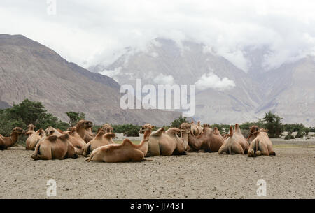 Baktrische Kamele im Nubra Valley, Ladakh, Indien. Das Tal wurde für Touristen bis Hunder (das Land der Sanddünen) bis 2010. Stockfoto