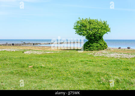 Seltsame und einsamen Baum wächst am Strand. Baum ist bewachsen mit Blättern von oben nach unten. Stockfoto