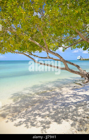 Blick auf das Meer mit Baum am Strand in Aruba, Karibik Stockfoto