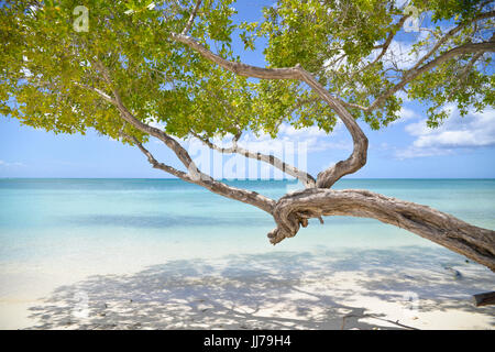 Einen atemberaubenden Blick auf den Ozean mit Baum am Strand in Aruba, Karibik Stockfoto