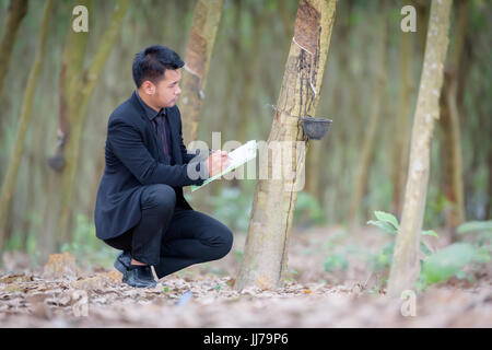 Pflanzenforscher überprüfen Latex aus dem Gummibaum. Stockfoto