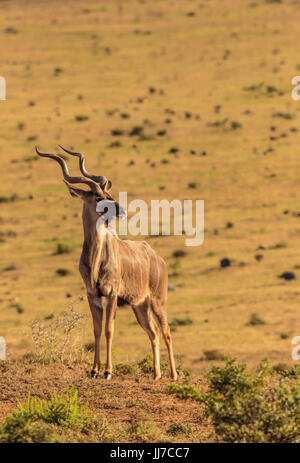 Einzigen großen erwachsenen männlichen große Kudu (Tragelaphus Strepsiceros) mit spiralförmigen Hörner, Addo Elephant Park - Südafrika. Stockfoto