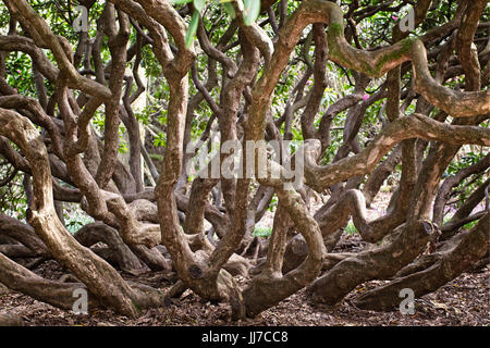 Ein Gewirr von Rhododendron Baumstämme, Sussex, England, UK. Stockfoto