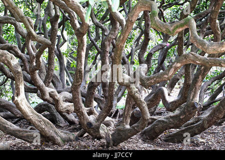 Ein Gewirr von Rhododendron Baumstämme, Sussex, England, UK. Stockfoto