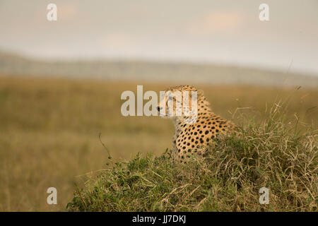 Gepard (Acinonyx Jubatus), in der Masai Mara, Kenia, Afrika Stockfoto