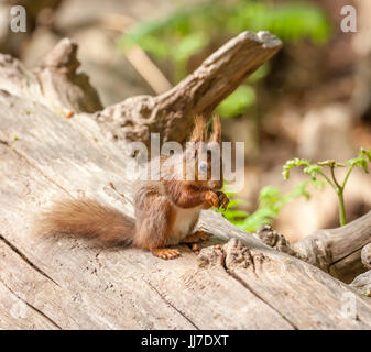 Eichhörnchen auf Brownsea Island UK Stockfoto