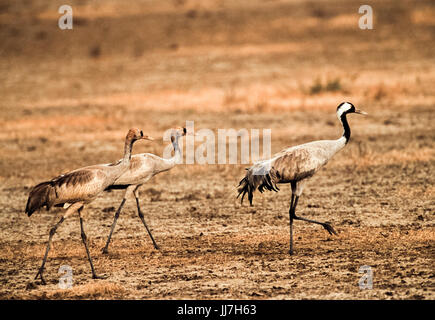 Kranich (Grus Grus), zwei Jugendliche ein Erwachsener Elternteil in Velavadar Nationalpark, Gujarat, Indien folgen Stockfoto