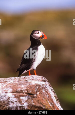 Atlantischer Papageientaucher oder gewöhnlicher Papageientaucher, (Fraterkula arctica), Farne Islands, Northumbria, Großbritannien, Britische Inseln Stockfoto