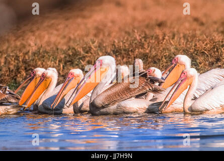 Great White Pelican oder Rosy Pelican oder White Pelican, (Pelecanus onocrotalus), Keoladeo Ghana National Park, Bharatpur, Rajasthan, Indien Stockfoto