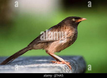 Dschungel Schwätzer Turdoides striata, Keoladeo Ghana National Park, Bharatpur, Rajasthan, Indien Stockfoto