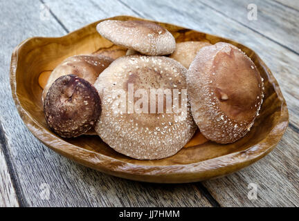 Stillleben mit frisch geernteten Shiitake-Pilze in einer Holzschale Stockfoto