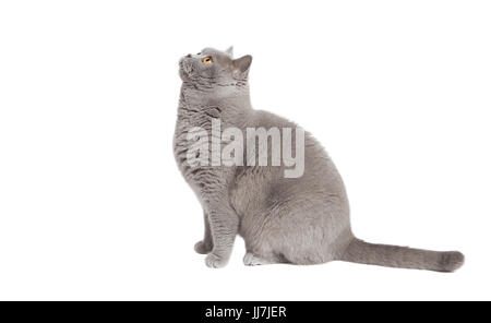 Eine graue britische Kurzhaar Katze nachschlagen, Hintergrund isoliert Stockfoto